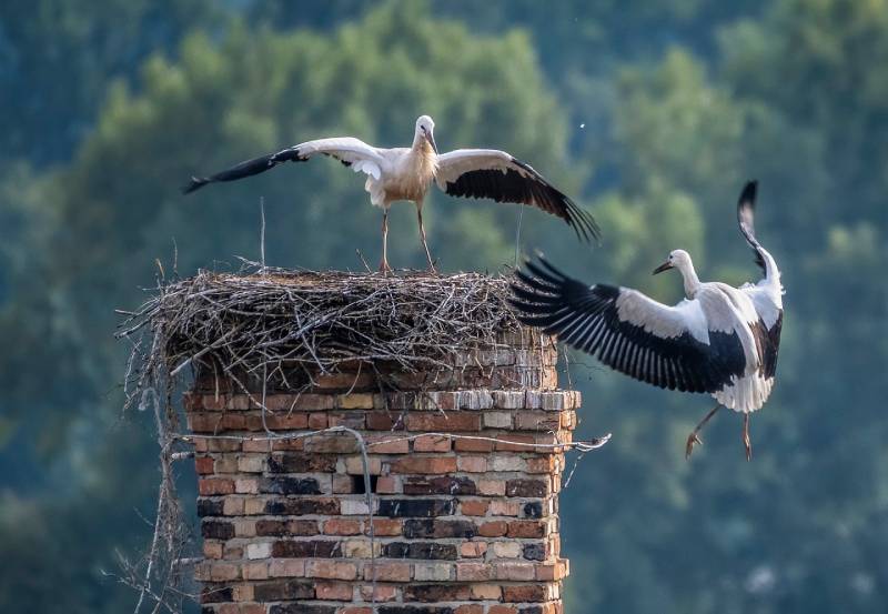 Professional Chimney Animal Removal Services in Sunnyvale, Texas