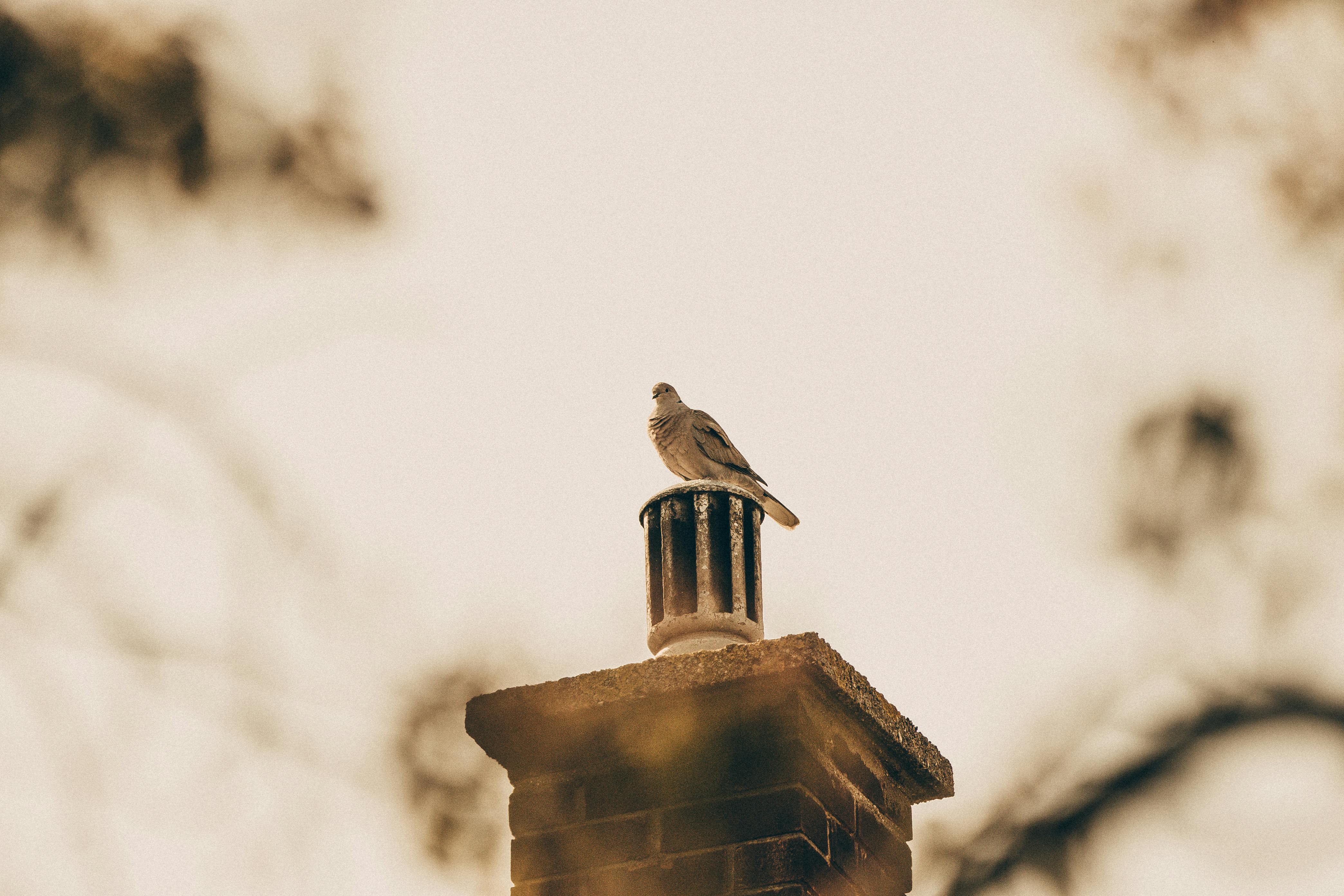 Professional Chimney Cap and Damper In Sunnyvale Texas